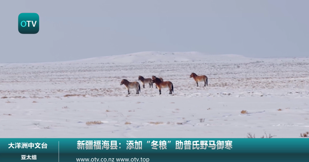新疆福海县：添加“冬粮”助普氏野马御寒
